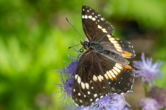 Bordered patch butterfly on purple flowers