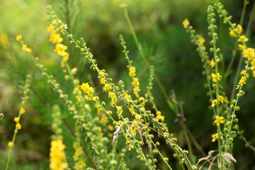 Obraz premium Agrimonia eupatoria blooms among herbs