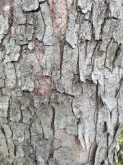 Light brown and gray bark texture