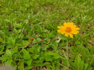 Orange-yellow flowers of Sphagneticola trilobata