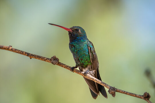 Male broad-billed hummingbird on a branch