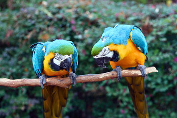 Two Blue and Yellow Macaws Interacting