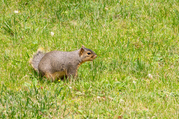 A beautiful North American squirrel