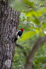 Red-headed Woodpecker on a tree