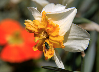 un fleur au coeur orange et une vilaine mouche