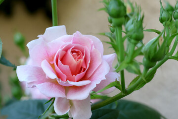 le cœur d une rose rose