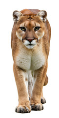 Obraz premium Majestic Cougar Walking Towards Camera Wild Cat Animal Photography
