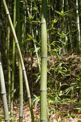 Fototapeta premium green bamboo forest