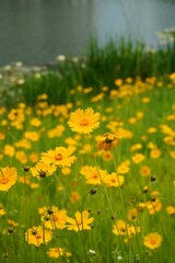 yellow flowers in the garden