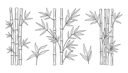 Obraz premium Elegant Bamboo Stalks and Leaves: Detailed Botanical Illustration Set for Natural Designs.