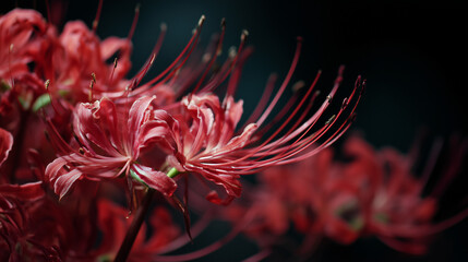 Vast field of red spider lilies blooming beautifully in autumn