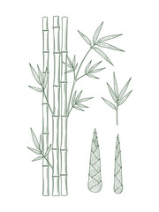 Obraz premium Elegant Botanical Illustration of Bamboo Stalks, Leaves, and Shoots on White Background