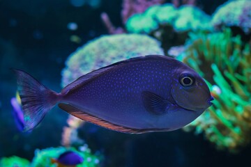 young unicornfish Naso vlamingii, rare expensive pet tang fish, LED actinic blue light professional...