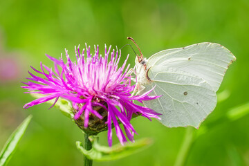 Great White angel butterfly, Pieris brassicae feeding on the plant