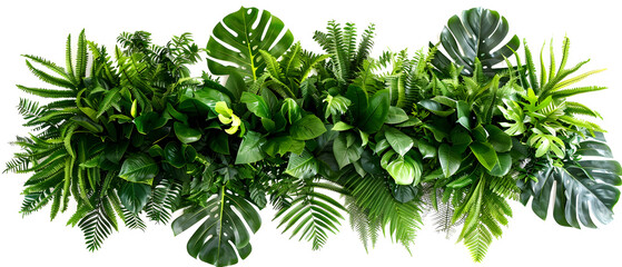 palm tree isolated on white background