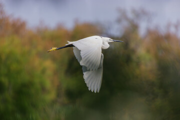 Aigrette garzette en vol en Camargue