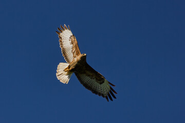 Buse variable en vol sur fond de ciel bleu uni