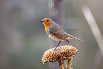 Rouge-gorge familier posé sur un tournesol