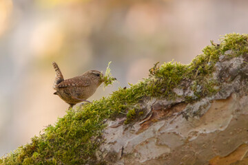 Troglodyte mignon ramassant de la mousse pour construire un nid