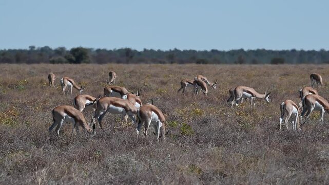 Springbok antelopes (Antidorcas marsupialis) in Etosha National Park, Namibia