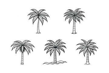 palm tree 