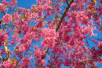 pink and blue - cherry blossom and blue sky