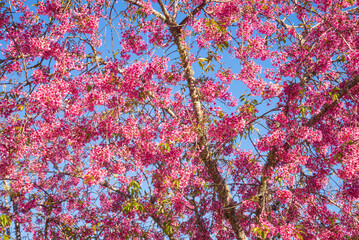 pink and blue - cherry blossom and blue sky