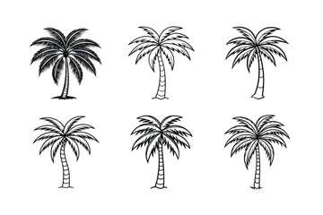palm tree 