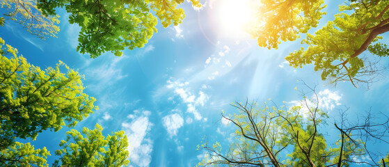 sun shining through the forest