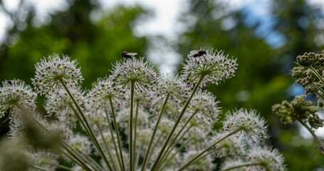 Arznei-Engelwurz Echte Engelwurz Angelica archangelica