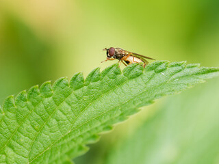 Melanostoma scalare – Syrphe commun (Syrphidae) posé sur une feuille et une graminée

