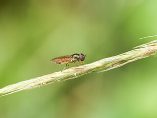 Melanostoma scalare – Syrphe commun (Syrphidae) posé sur une feuille et une graminée

