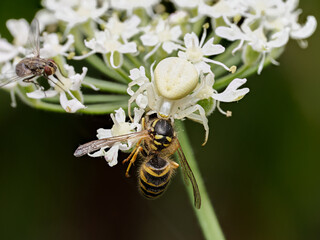 Misumena vatia capturant une guêpe sur une ombellifère – scène de prédation macro