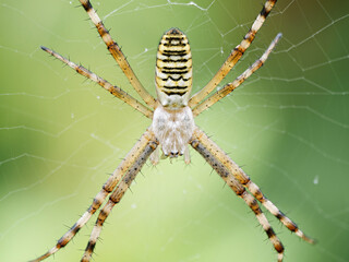 Argiope bruennichi (argiope frelon) femelle, vue rapprochée dans sa toile orbiculaire, exosquelette rayé et détails des soies visibles