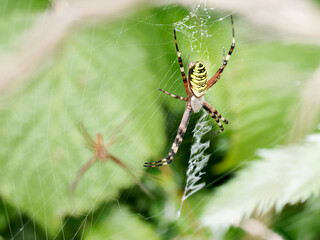 Couple d’Argiopes frelon (Argiope bruennichi) sur une toile orbiculaire dans les herbes hautes