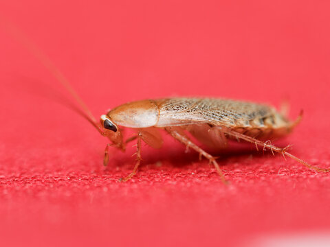 Planuncus tingitanus s.l. &ndash; Blatte brune sur surface textile rouge (famille Ectobiidae)