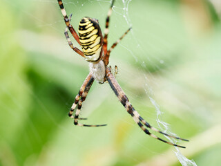 Argiope bruennichi femelle avec un mâle approchant prudemment sur sa toile orbiculaire, scène comportementale d’araignées en macro naturaliste