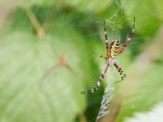 Couple d’Argiopes frelon (Argiope bruennichi) sur une toile orbiculaire dans les herbes hautes