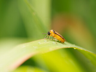 Fototapeta premium Athalia rosae, tenthrède de la rave, sur une feuille couverte de gouttes d’eau, vue latérale en macrophotographie naturelle