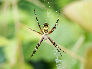 Argiope bruennichi (argiope frelon) femelle, vue rapprochée dans sa toile orbiculaire, exosquelette rayé et détails des soies visibles