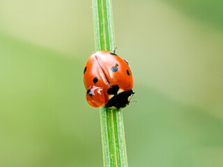 Obraz premium Coccinella septempunctata, coccinelle à sept points grimpant sur une tige verte en prairie, macrophotographie de profil en lumière naturelle
