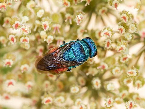 Holopyga generosa &ndash; Gu&ecirc;pe-coucou m&eacute;tallique aux reflets bleus et rouges, pos&eacute;e sur une inflorescence
