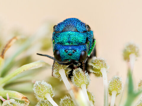 Holopyga generosa &ndash; Gu&ecirc;pe-coucou m&eacute;tallique aux reflets bleus et rouges, pos&eacute;e sur une inflorescence