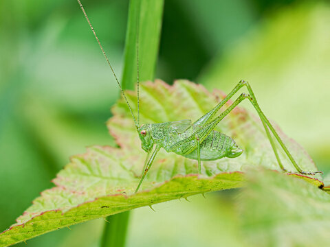 Leptophyes punctatissima &ndash; Leptophye ponctu&eacute;e sur feuille de ronce, sauterelle verte des prairies