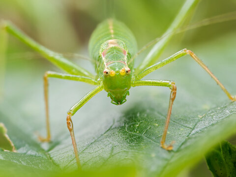 Leptophyes punctatissima &ndash; Leptophye ponctu&eacute;e sur feuille de ronce, sauterelle verte des prairies