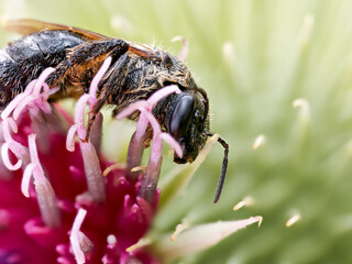 Macropis europaea – Abeille solitaire de la famille des Melittidae butinant une fleur de cirse