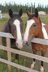Fototapeta premium Two beautiful domestic horses looking over a wooden fence at a ranch. Farm animal portrait in a natural outdoor setting.