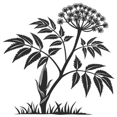 black and white amorphophallus bulbifer vector