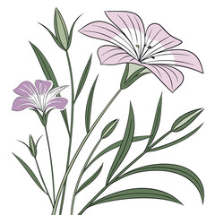 vector illustration of agrostemma ocean pearl