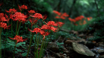 Close-up of red spider lilies blooming in a dark forest　暗い森の彼岸花